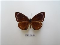 藏品(小紫斑蝶)的圖片